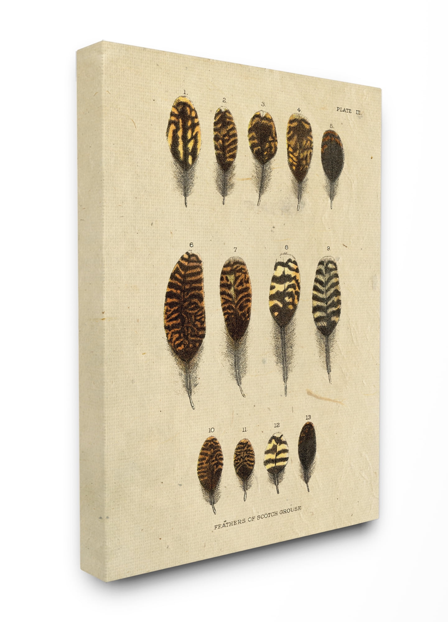 The Stupell Home Decor Aged Paper Vintage Feather Identification Print Canvas Wall Art