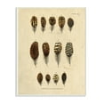 thumbnail image 1 of The Stupell Home Decor Aged Paper Vintage Feather Identification Print Wall Plaque Art, 1 of 3