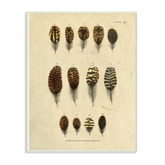 The Stupell Home Decor Aged Paper Vintage Feather Identification Print Wall Plaque Art