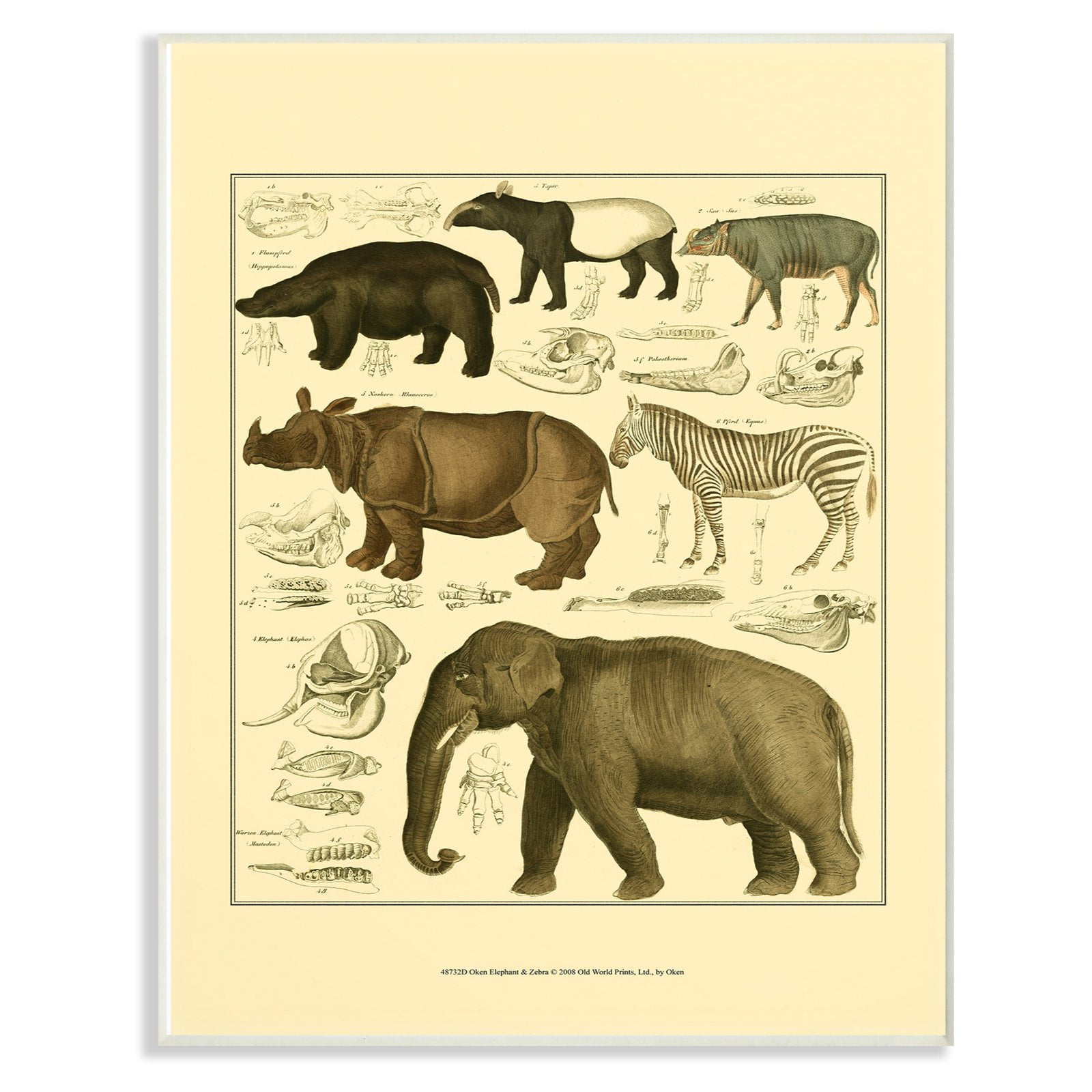 The Stupell Home Decor Collection Animal Anatomy Illustration Wall Art