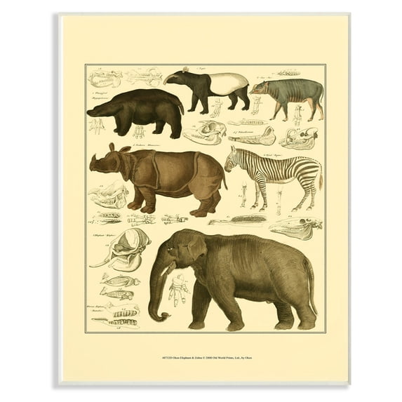 The Stupell Home Decor Collection Animal Anatomy Illustration Wall Art