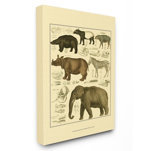 The Stupell Home Decor Collection Animal Anatomy Illustration Wall Art