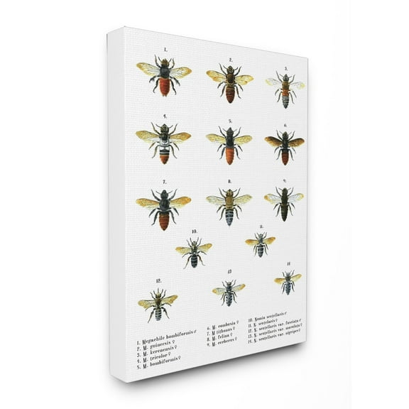The Stupell Home Decor Collection Bees Scientific Vintage Illustration Canvas Wall Art