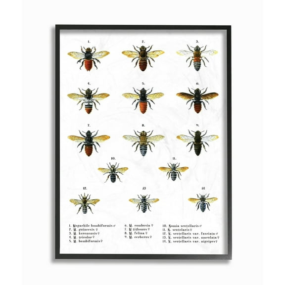 The Stupell Home Decor Collection Bees Scientific Vintage Illustration Oversized Framed Giclee Texturized Art