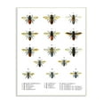 thumbnail image 1 of The Stupell Home Decor Collection Bees Scientific Vintage Illustration Wall Art, 1 of 4