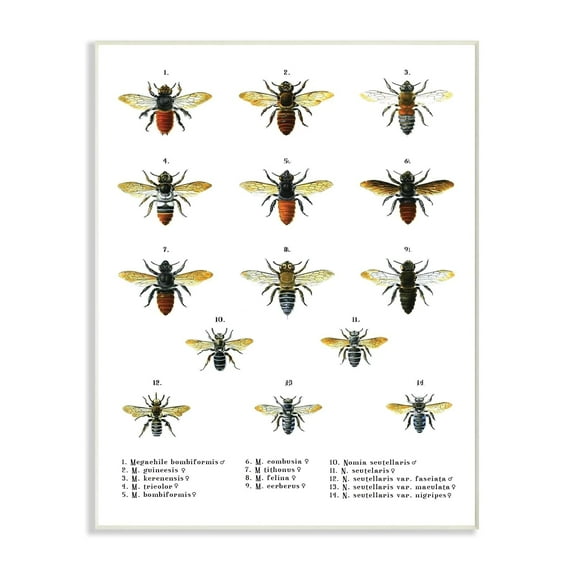 The Stupell Home Decor Collection Bees Scientific Vintage Illustration Wall Art