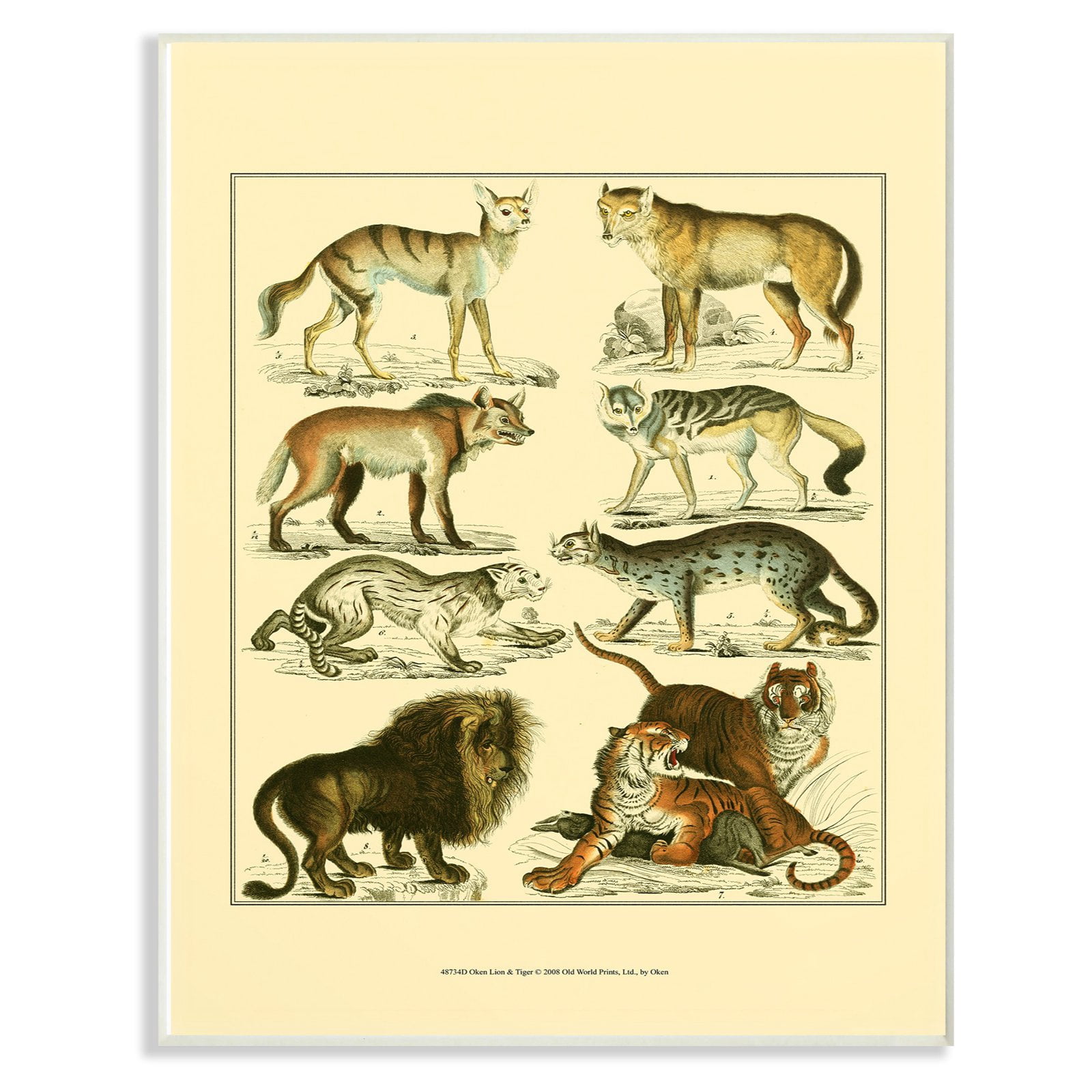 The Stupell Home Decor Collection Big Cats Wildlife Illustration Wall Art