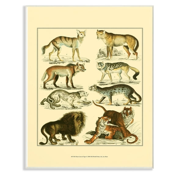 The Stupell Home Decor Collection Big Cats Wildlife Illustration Wall Art