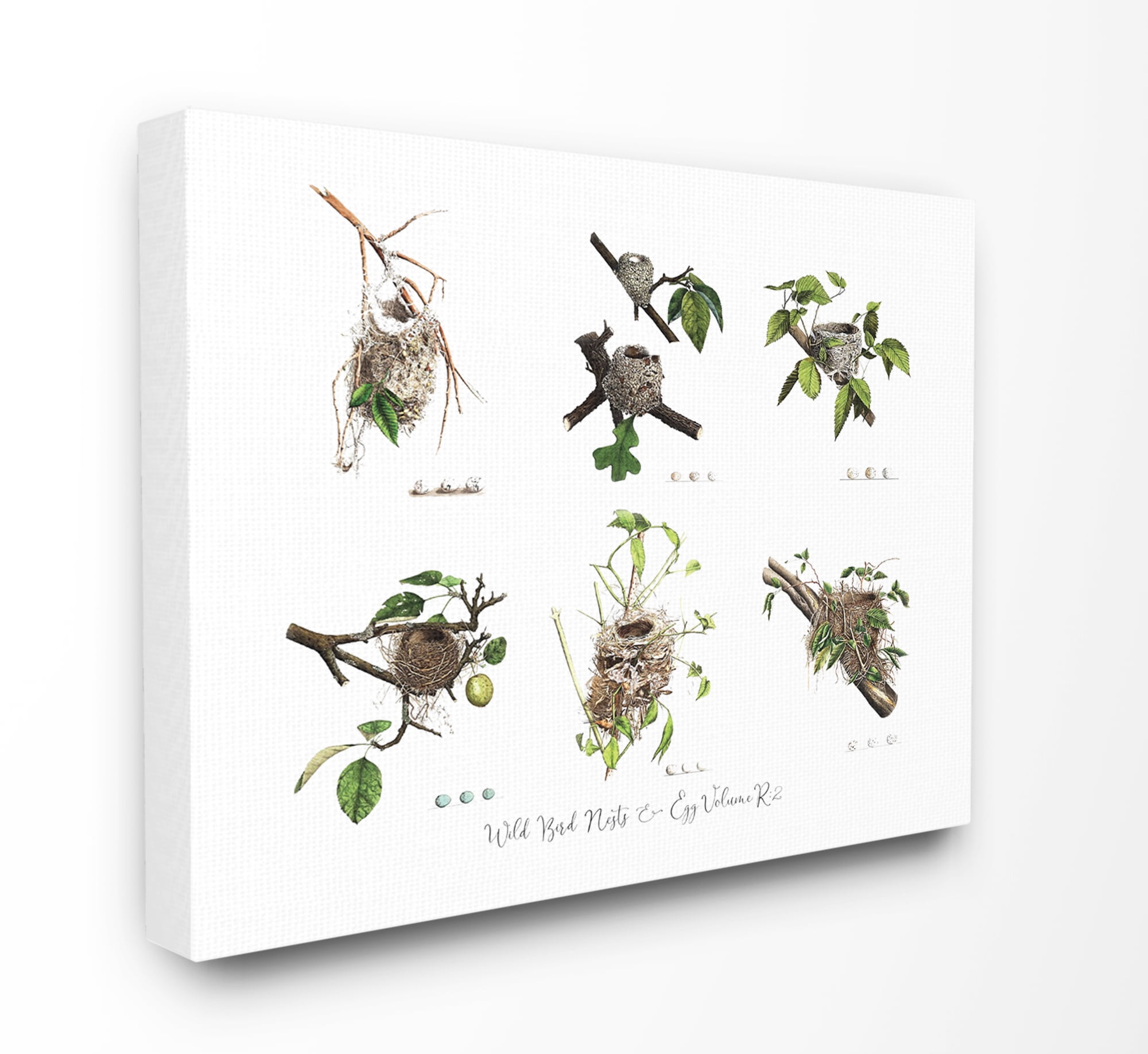 The Stupell Home Decor Collection Bird Nest Identification Botanical Illustrations Oversized Stretched Canvas Wall Art, 24 x 1.5 x 30