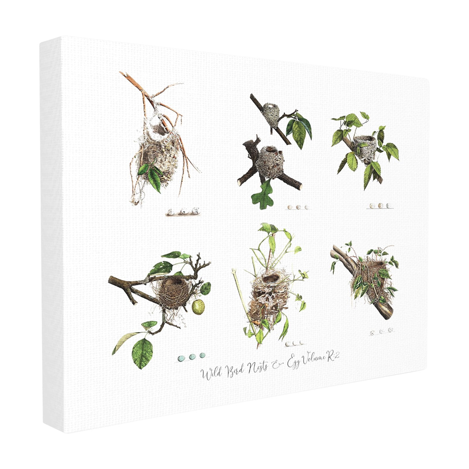 The Stupell Home Decor Collection Bird Nest Identification Botanical Illustrations Stretched Canvas Wall Art, 16 x 1.5 x 20