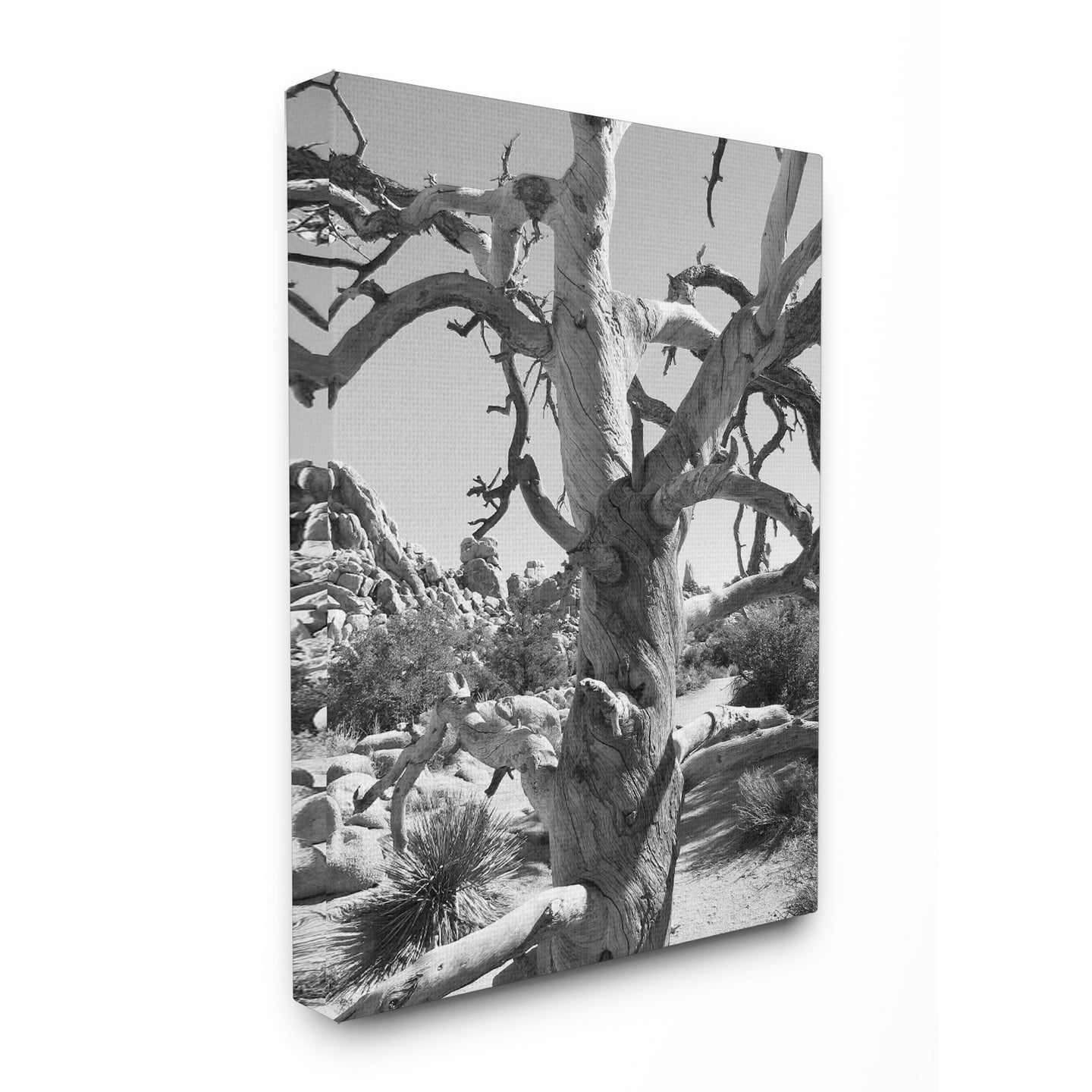The Stupell Home Decor Collection Desert Tree Photography XXL Stretched Canvas Wall Art