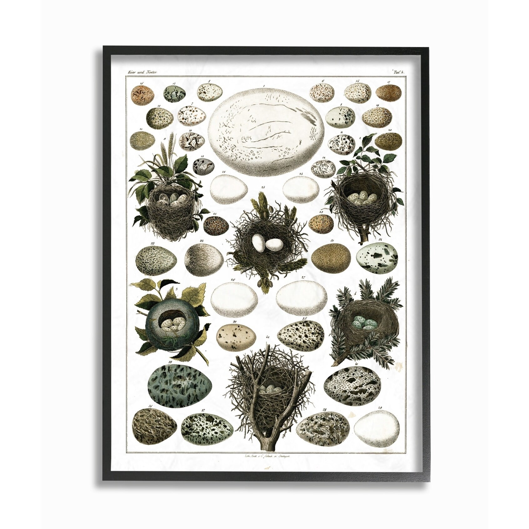 Stupell Eggs and Nests Vintage Illustration Framed Giclee Texture Art 11 x 14