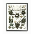 thumbnail image 1 of Stupell Eggs and Nests Vintage Illustration Framed Giclee Texture Art 11 x 14, 1 of 4
