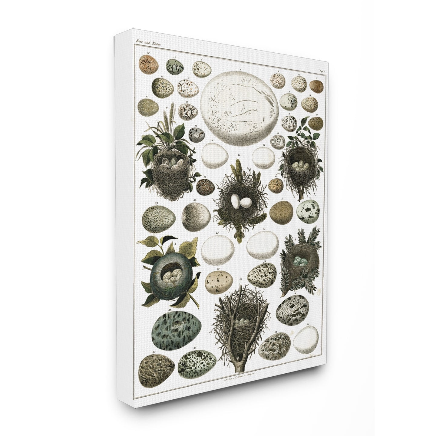 The Stupell Home Decor Collection Eggs and Nests Vintage Illustration XXL Stretched Canvas Wall Art