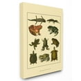 thumbnail image 1 of The Stupell Home Decor Collection Frog And Newt And Turtle Illustrations Wall Art, 1 of 5