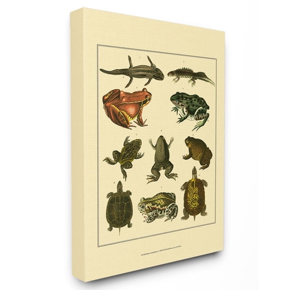 The Stupell Home Decor Collection Frog And Newt And Turtle Illustrations Wall Art