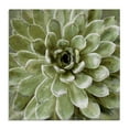 thumbnail image 1 of The Stupell Home Decor Collection Green Painted Botanical Succulent Bloom Oversized Stretched Canvas Wall Art, 24 x 1.5 x 24, 1 of 7