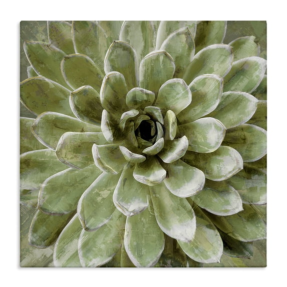 The Stupell Home Decor Collection Green Painted Botanical Succulent Bloom Oversized Stretched Canvas Wall Art, 24 x 1.5 x 24