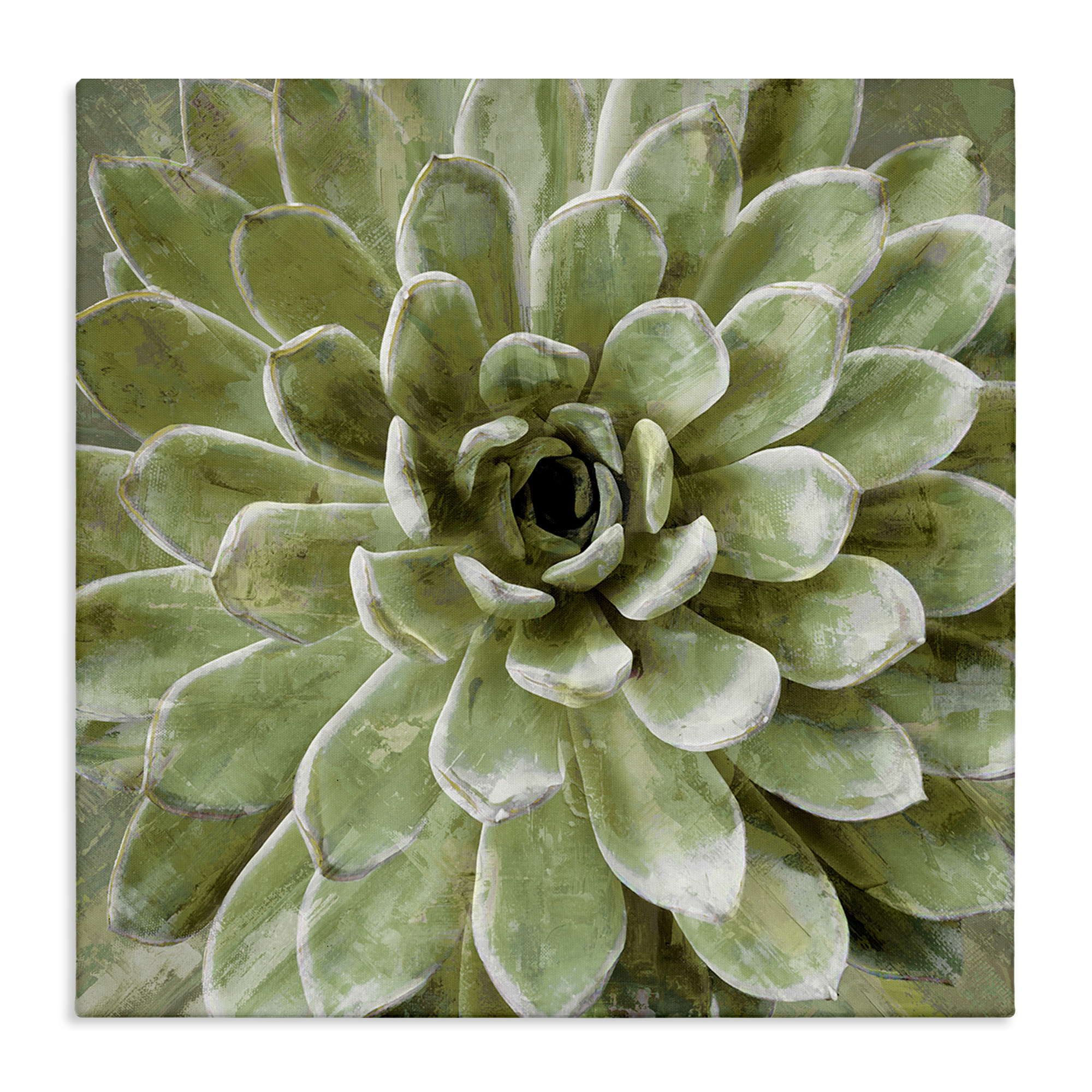 The Stupell Home Decor Collection Green Painted Botanical Succulent Bloom Stretched Canvas Wall Art, 17 x 1.5 x 17