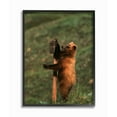 thumbnail image 1 of The Stupell Home Decor Collection Grizzly Bear Cub Scratching Park Sign Framed Giclee Texturized Art, 1 of 4