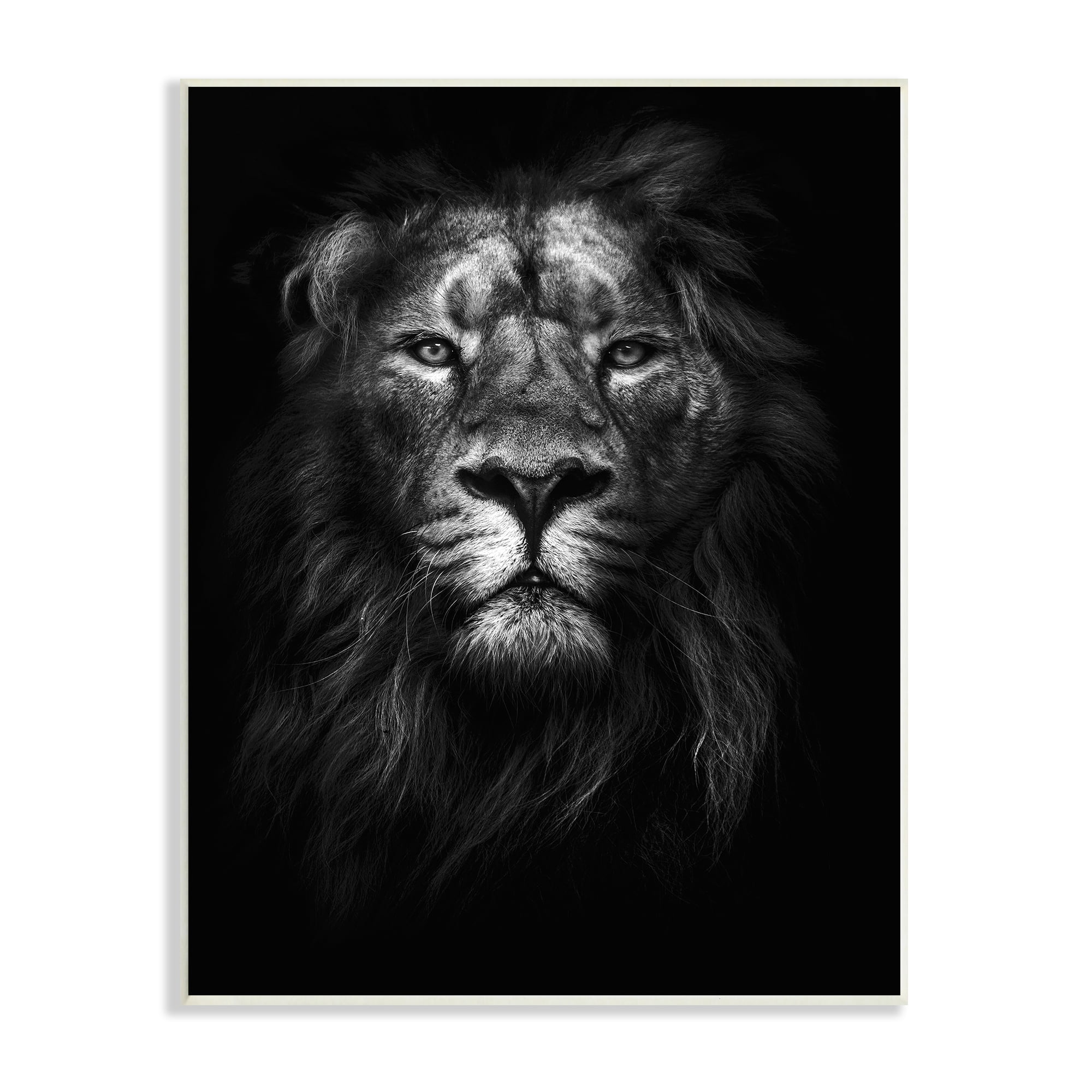 The Stupell Home Decor Collection King of the Jungle Lion In Shadows Black and White Photography Wood Wall Art