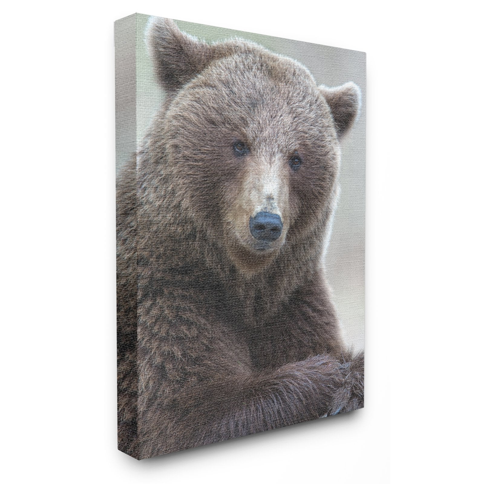 The Stupell Home Decor Collection Most Interesting Bear Wall Art