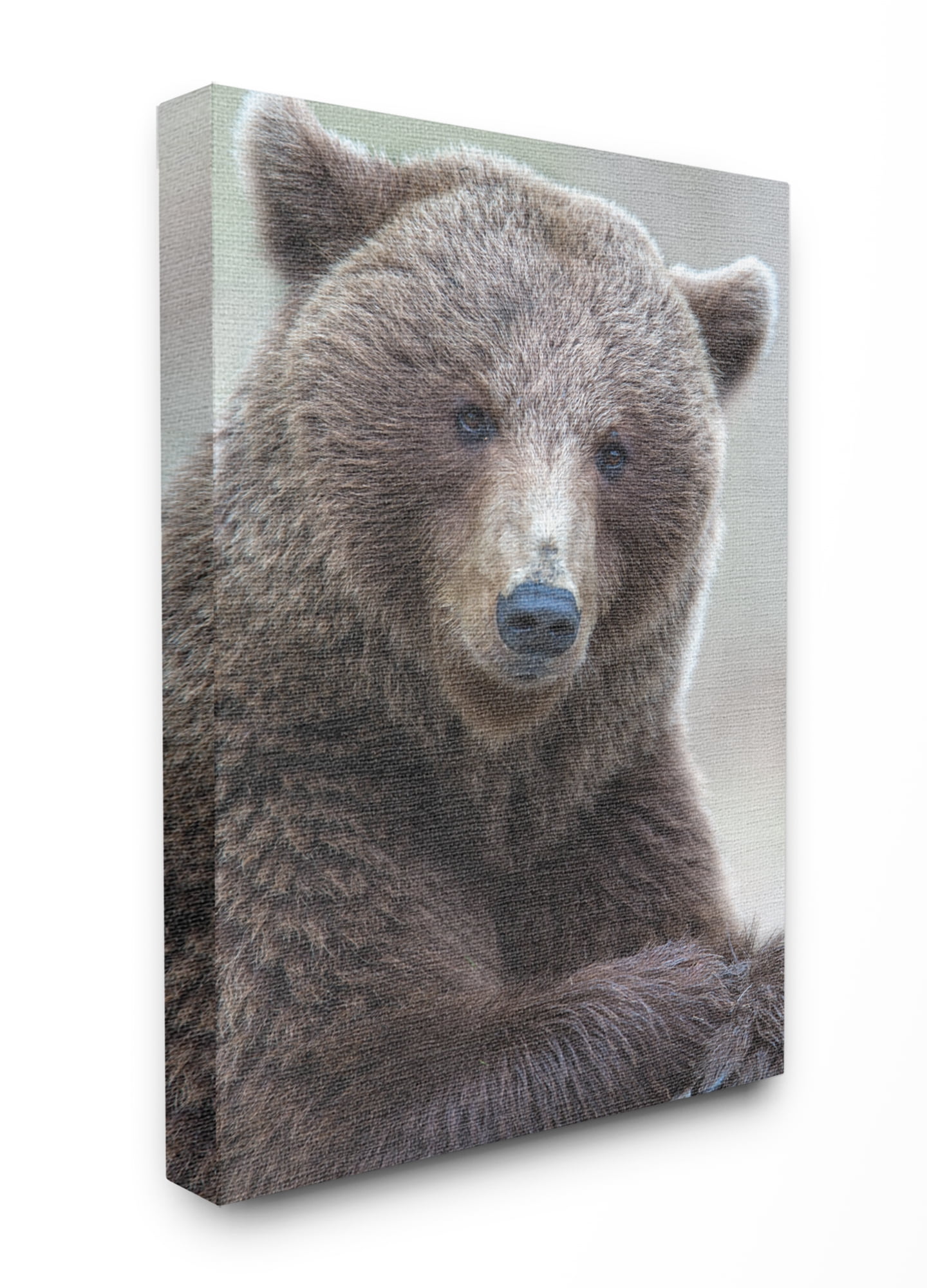 The Stupell Home Decor Collection Most Interesting Bear Wall Art