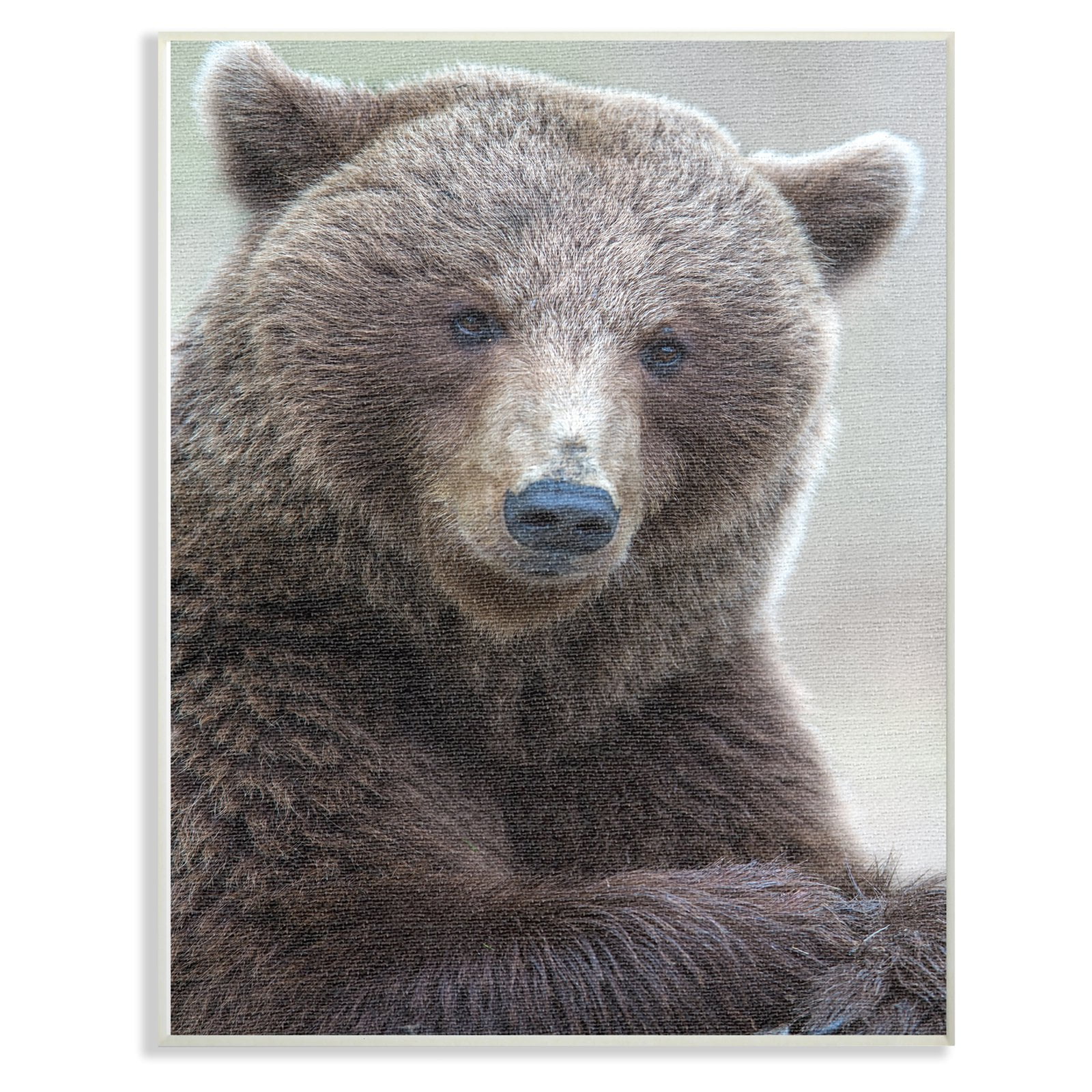The Stupell Home Decor Collection Most Interesting Bear Wall Art