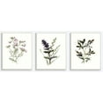 thumbnail image 1 of The Stupell Home Decor Collection Purple and White Floral Botanical Illustrations 3pc Wall Plaque Art Set, 10 x 0.5 x 15, 1 of 6