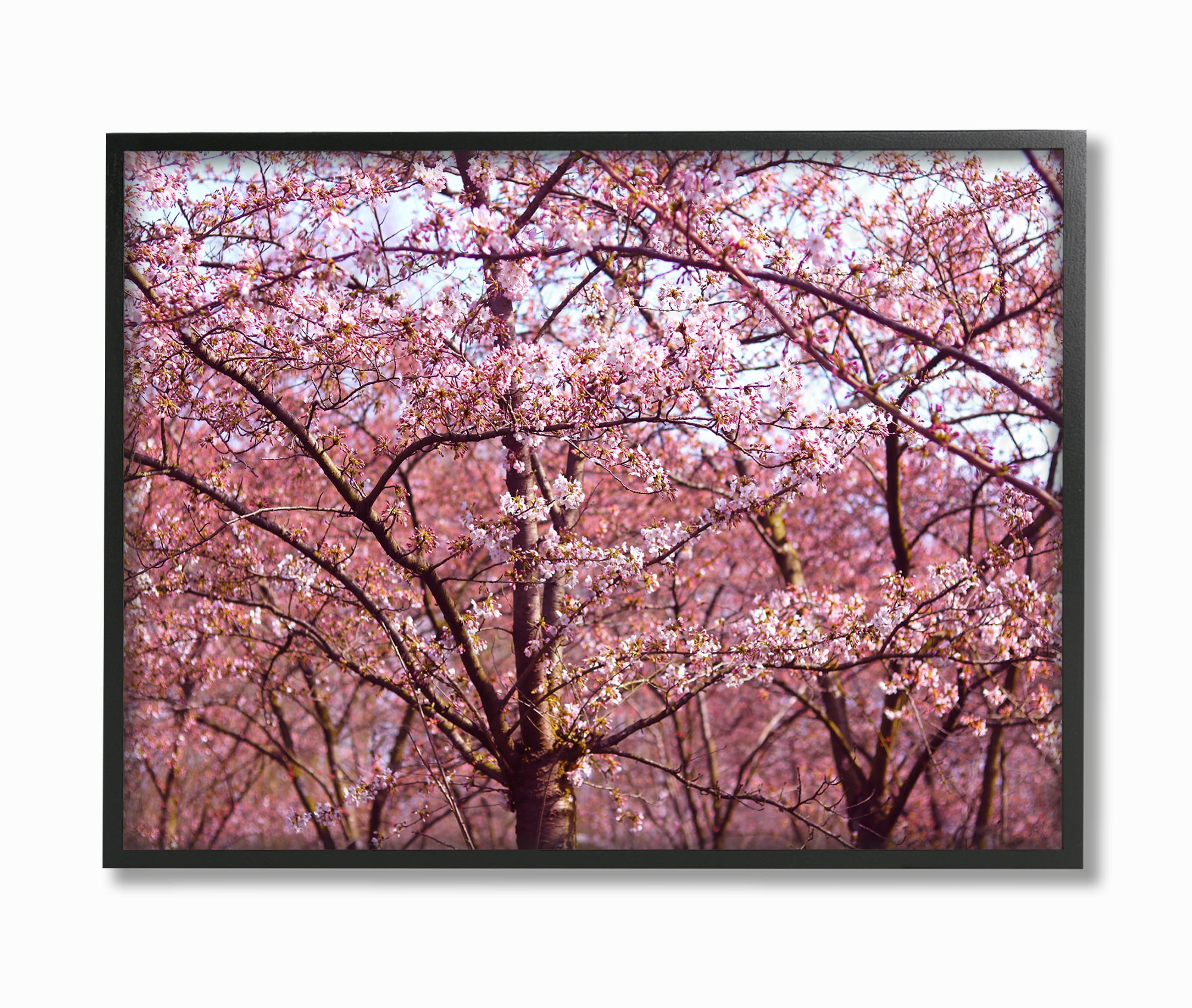 The Stupell Home Decor Pink Sky Cherry Blossom Forest Photography Framed Texturized Art