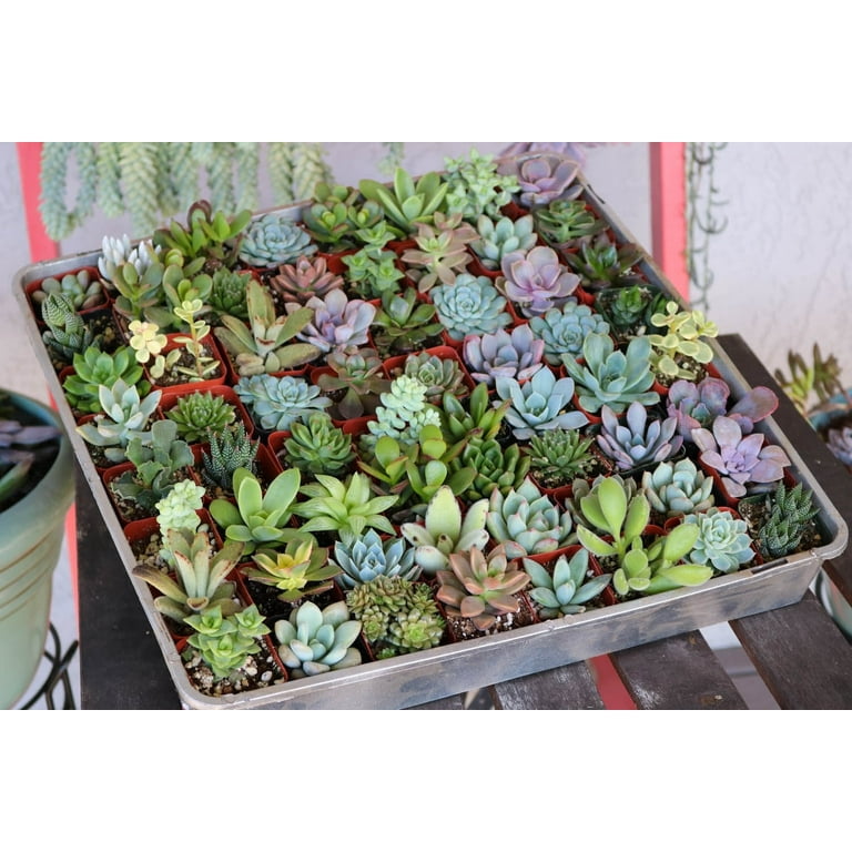 Bulk Mini Assorted Succulents - 2" Live Plants for Wedding Favors, Party  Gifts and Gardens - Walmart.com