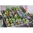 thumbnail image 1 of The Succulent Source Assorted Succulents 2" Live Plants in 2" Square Pots (10 Count), 1 of 4