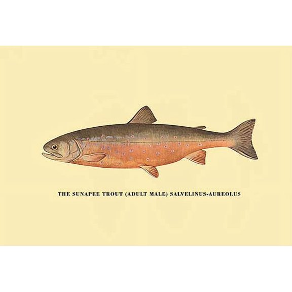 The Sunapee Trout Fine art canvas print (20" x 30")