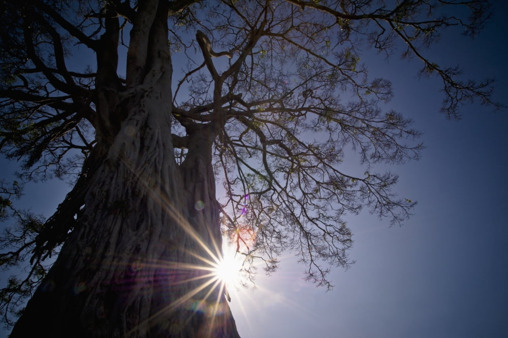 The Sunlight Shines Behind A Tree Trunk Kenya Canvas Art - David DuChemin Design Pics (19 x 12)