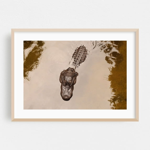 The Swamp - Florida Photography Wildlife Animal Aquatic Nature Water Jungle Marine Life Oak Framed Wall Art Print 16 x 24 inches