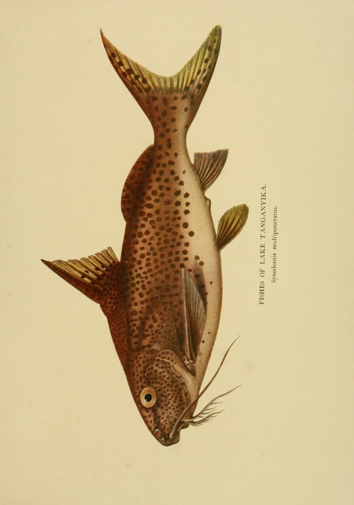 The Tanganyika Problem 1903 Fishes of Lake Tanganyika 1 Canvas Art - John S Moore (18 x 24)