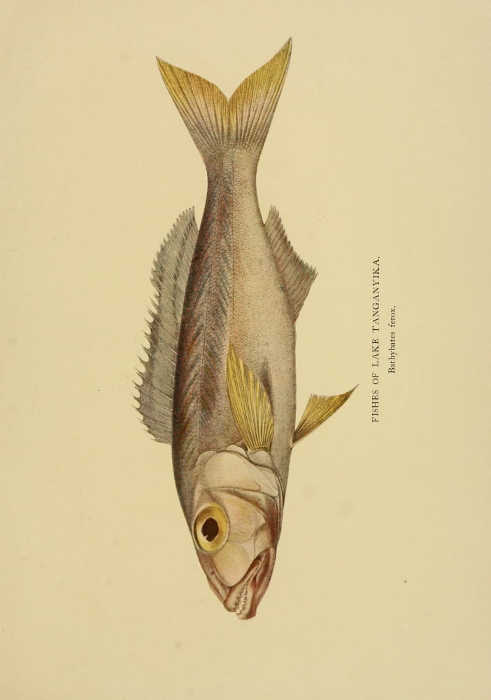 The Tanganyika Problem 1903 Fishes of Lake Tanganyika 2 Canvas Art - John S Moore (18 x 24)