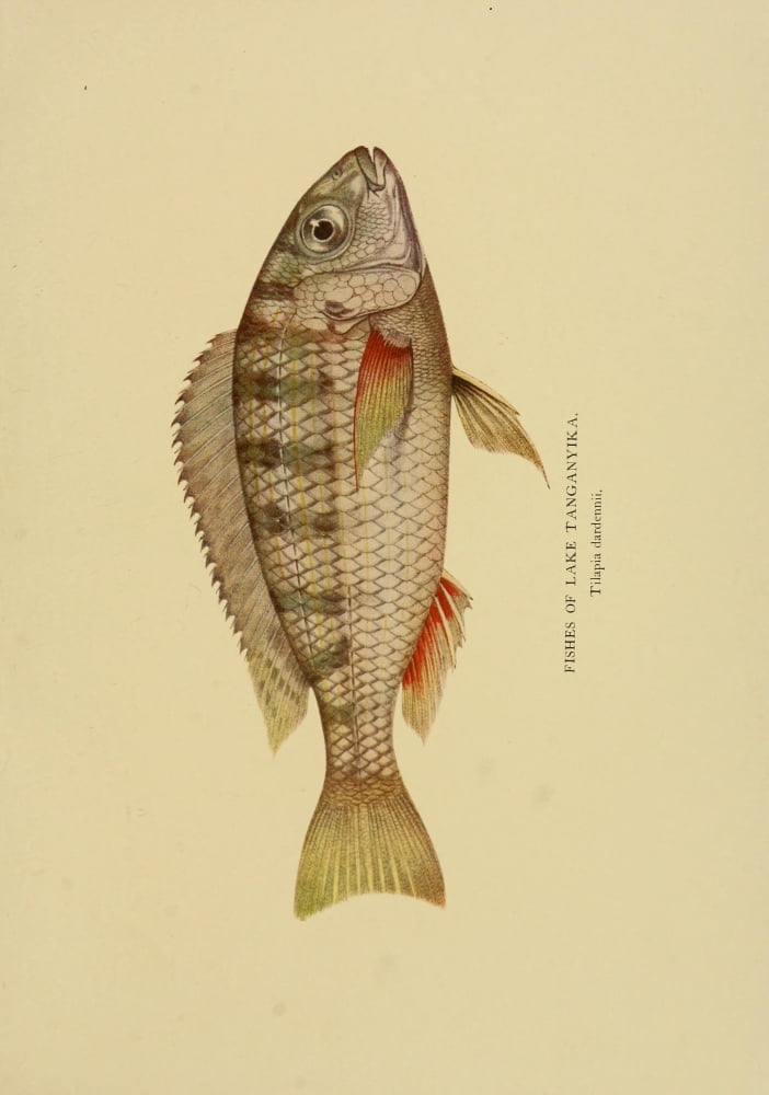 The Tanganyika Problem 1903 Fishes of Lake Tanganyika 3 Canvas Art - John S Moore (24 x 36)