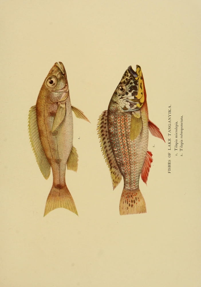 The Tanganyika Problem 1903 Fishes of Lake Tanganyika 4 Canvas Art - John S Moore (18 x 24)