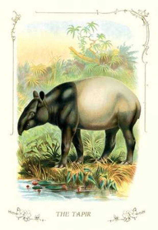 The Tapir 1900 Canvas Art - Unknown (24 x 36)