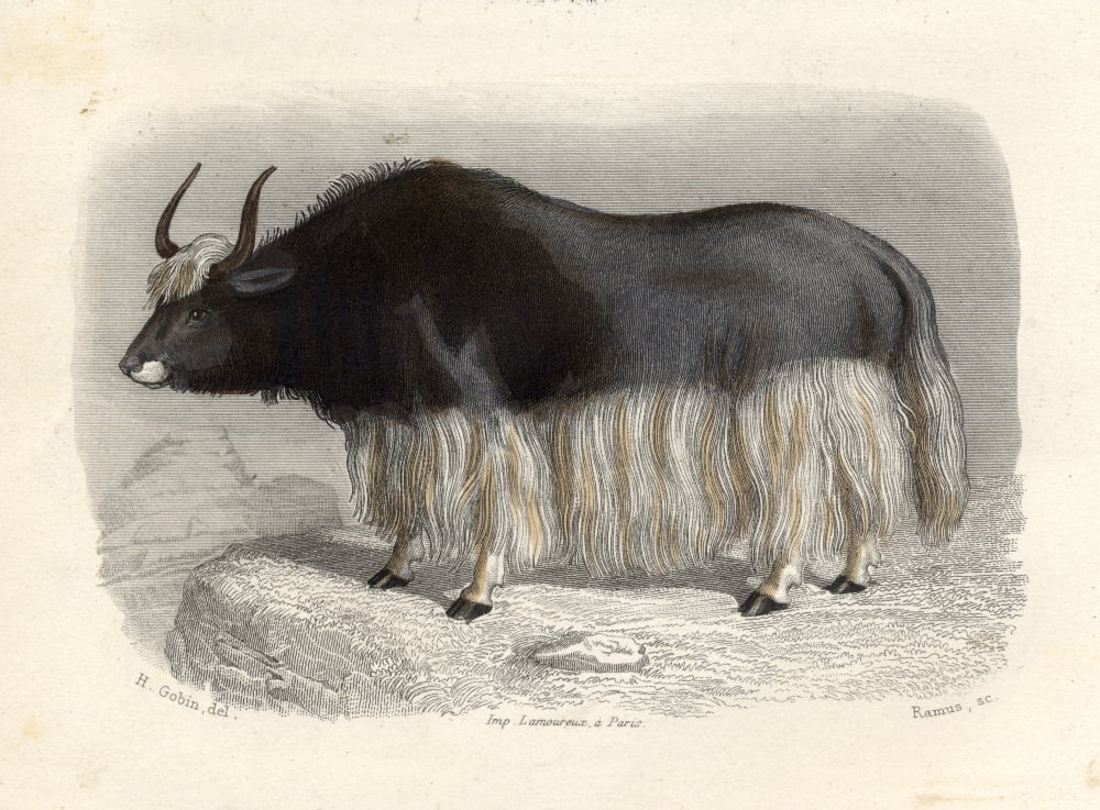 The Tartary Cow Drawn By H Gobin Engraved By Ramus Canvas Art - Ken Welsh Design Pics (17 x 13)