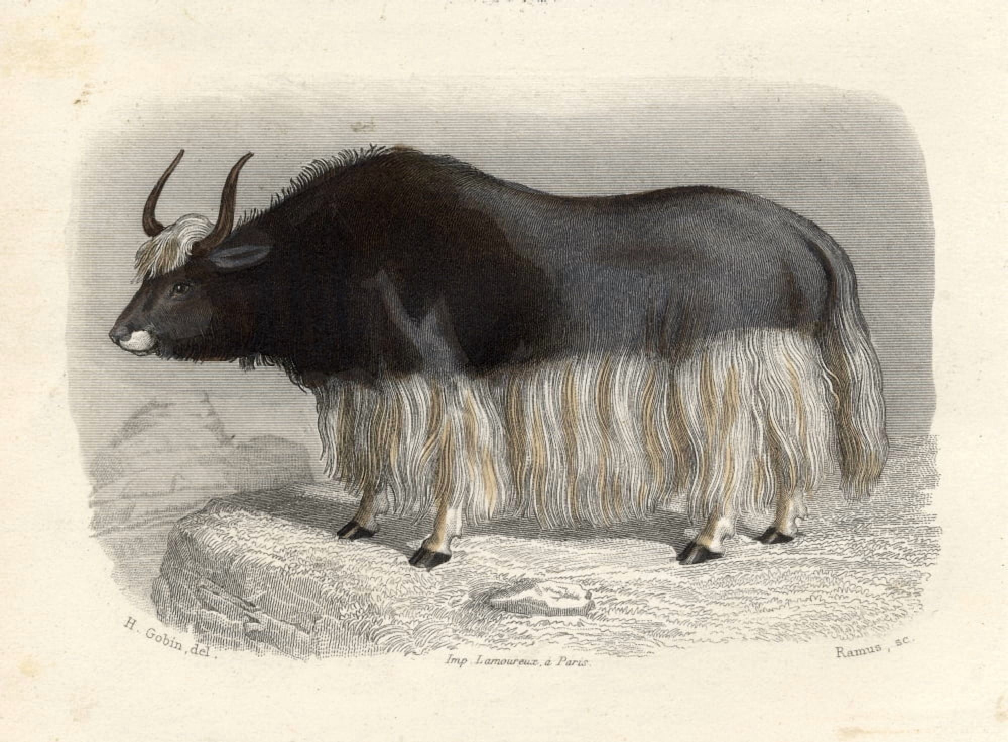 The Tartary Cow Drawn By H Gobin Engraved By Ramus Canvas Art - Ken Welsh Design Pics (34 x 26)