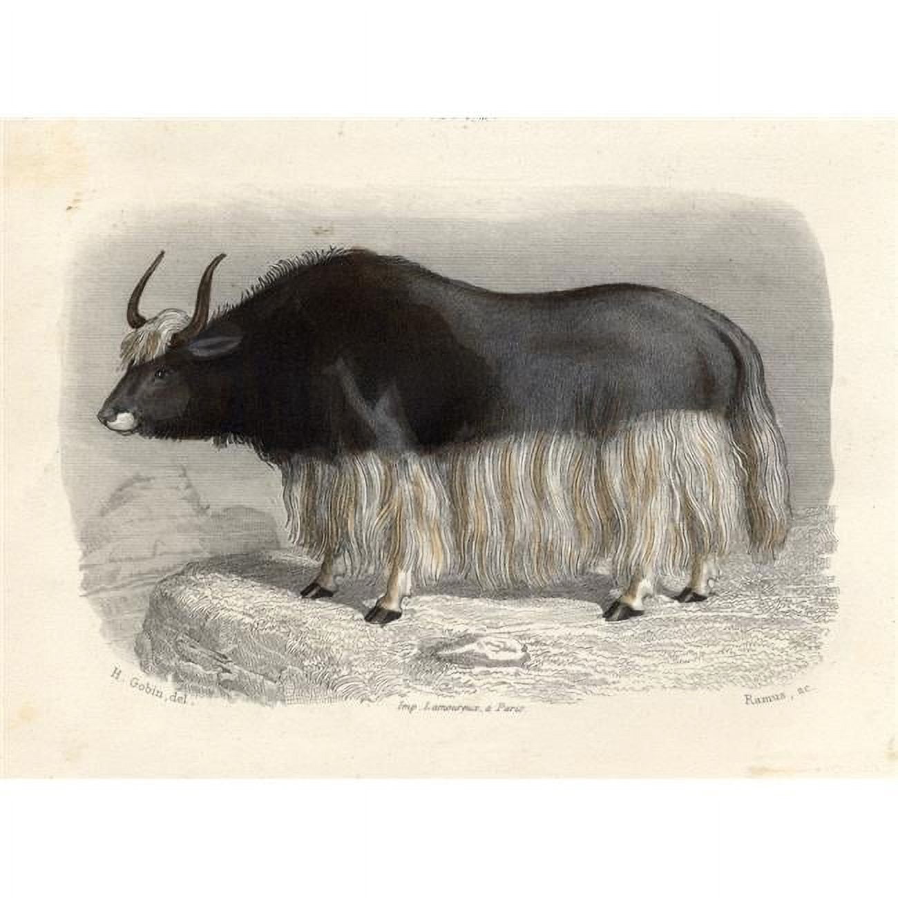 The Tartary Cow Drawn by H. Gobin Engraved by Ramus Poster Print - 17 x ...