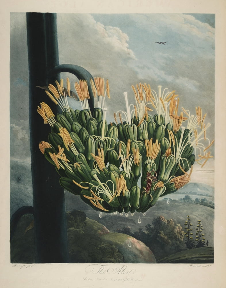The Temple of Flora 1807 Aloe Canvas Art - Philip Reinagle (18 x 24)