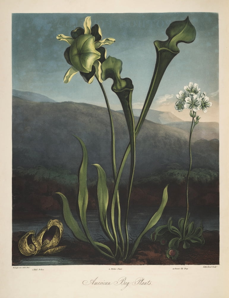 The Temple of Flora 1807 American Bog Plants Canvas Art - Philip Reinagle (18 x 24)