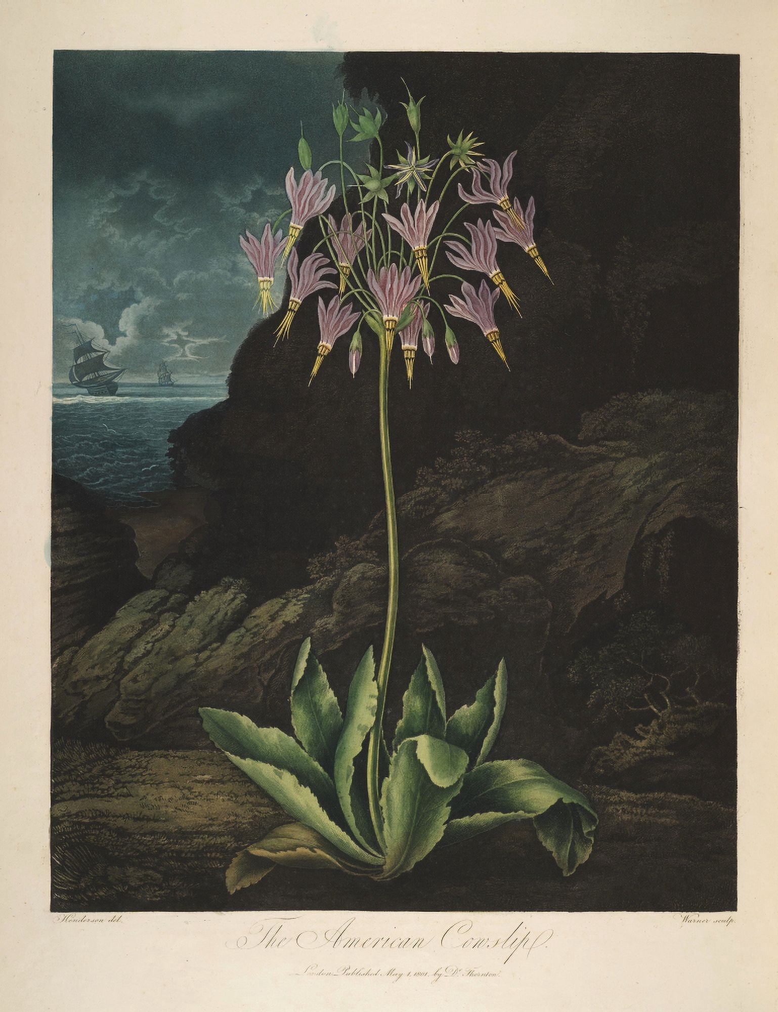 The Temple of Flora 1807 American Cowslip Canvas Art - Peter C Henderson (18 x 24)