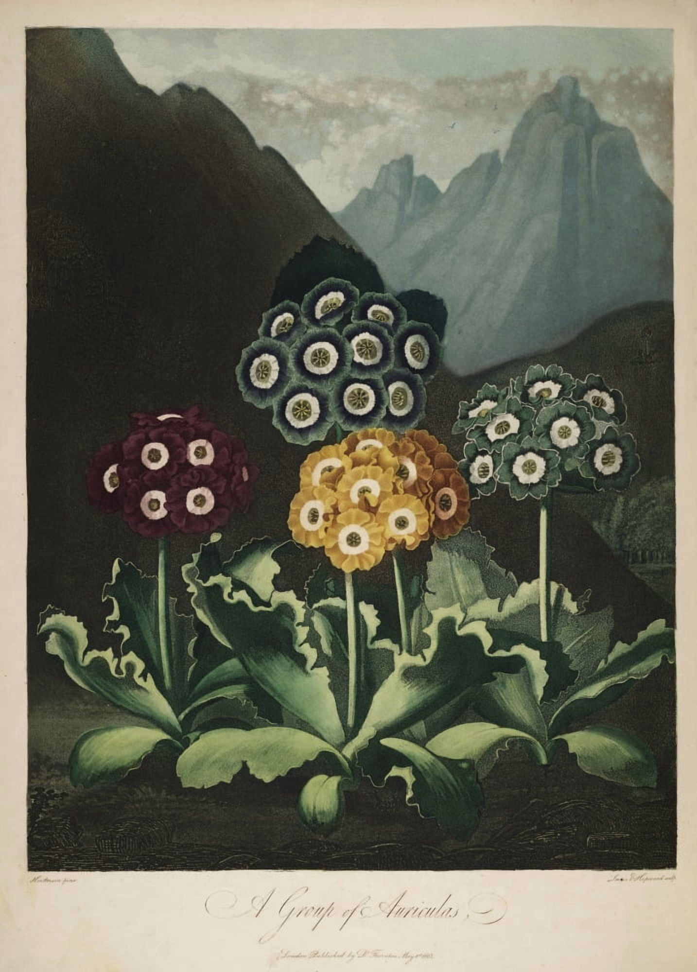 The Temple of Flora 1807 Auriculas Canvas Art - Peter C Henderson (18 x 24)