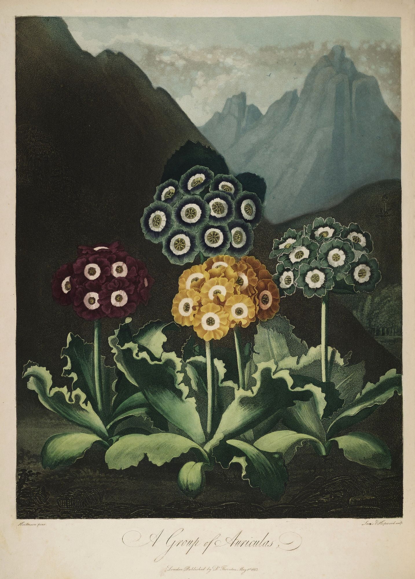The Temple of Flora 1807 Auriculas Canvas Art - Peter C Henderson (24 x 36)