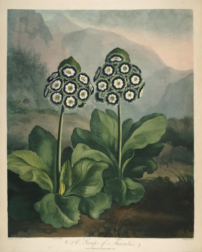 The Temple of Flora 1807 Auriculas Canvas Art - Philip Reinagle (24 x 36)