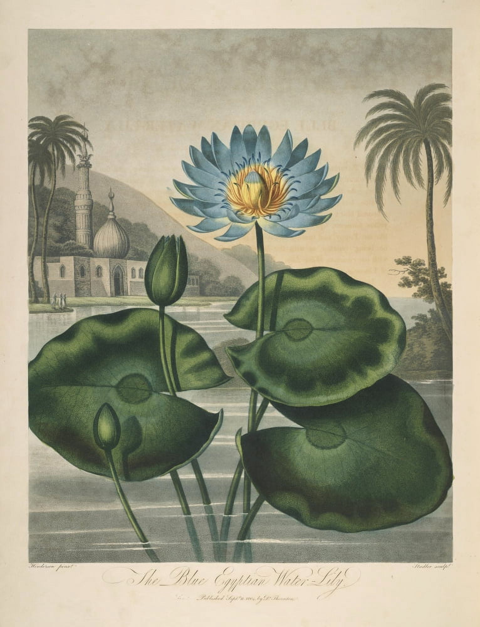 The Temple of Flora 1807 Blue Egyptian Water-lily Canvas Art - Peter C Henderson (18 x 24)